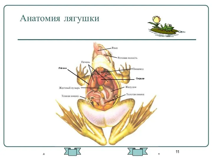 Анатомия лягушки Лёгкие Сердце д н