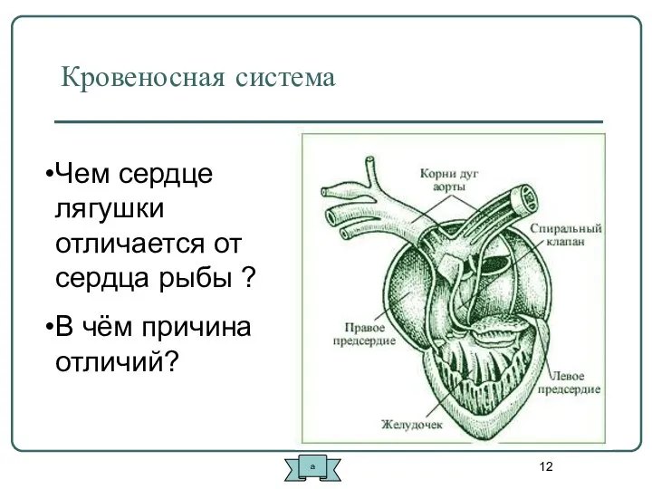 Кровеносная система Чем сердце лягушки отличается от сердца рыбы ? В чём причина отличий? а