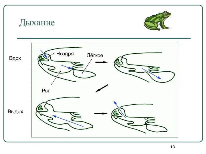 Дыхание Ноздря Рот Лёгкое Вдох Выдох