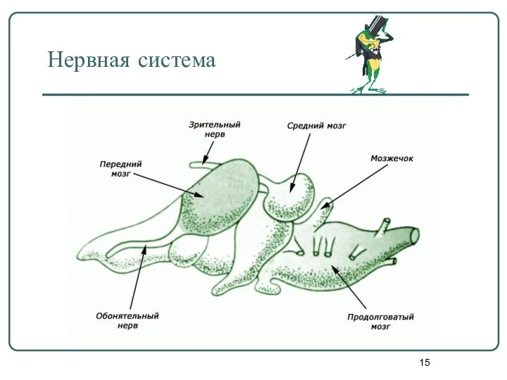 Нервная система