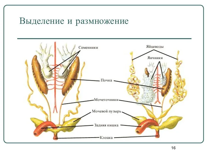 Выделение и размножение