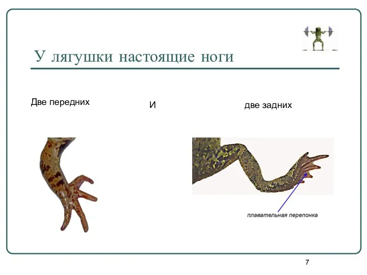 У лягушки настоящие ноги Две передних И две задних