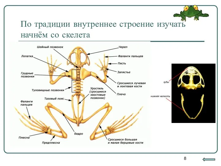 По традиции внутреннее строение изучать начнём со скелета