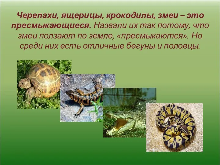 Черепахи, ящерицы, крокодилы, змеи – это пресмыкающиеся. Назвали их так потому,