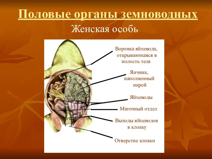 Женская особь Воронка яйцевода, открывающаяся в полость тела Яичник, наполненный икрой