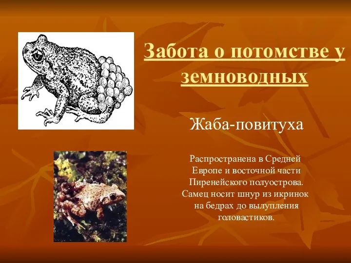 Жаба-повитуха Распространена в Средней Европе и восточной части Пиренейского полуострова. Самец