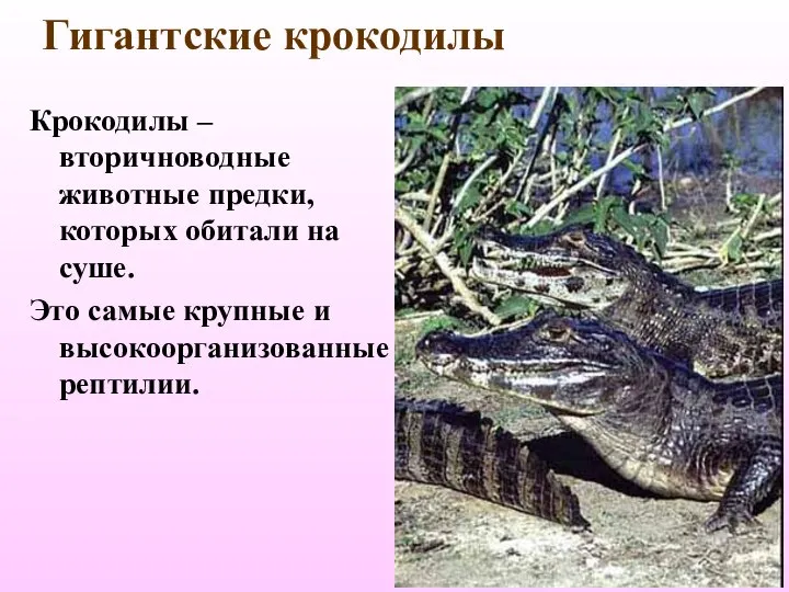 Гигантские крокодилы Крокодилы – вторичноводные животные предки, которых обитали на суше.