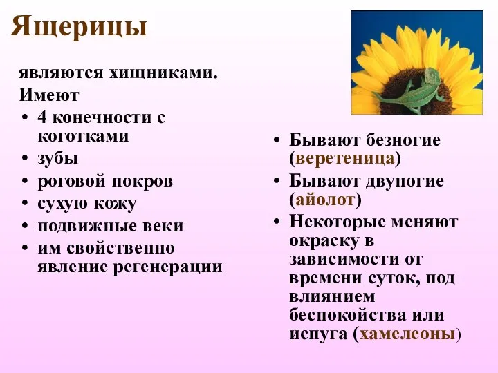 Ящерицы являются хищниками. Имеют 4 конечности с коготками зубы роговой покров