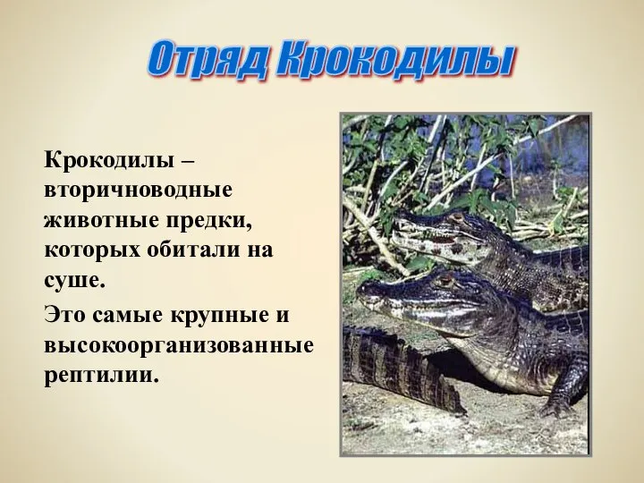 Крокодилы – вторичноводные животные предки, которых обитали на суше. Это самые