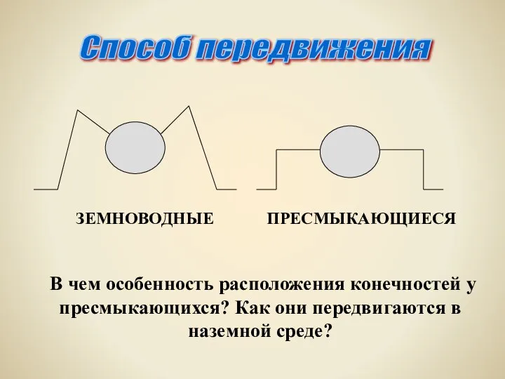 В чем особенность расположения конечностей у пресмыкающихся? Как они передвигаются в