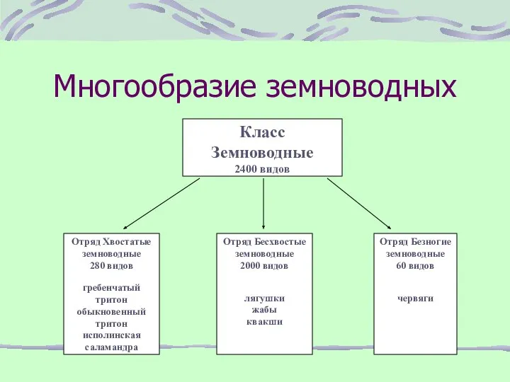 Многообразие земноводных Класс Земноводные 2400 видов Отряд Хвостатые земноводные 280 видов