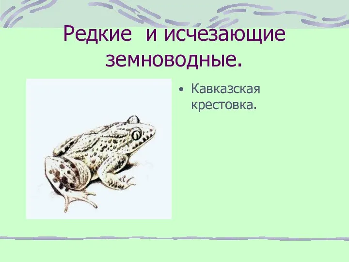 Редкие и исчезающие земноводные. Кавказская крестовка.