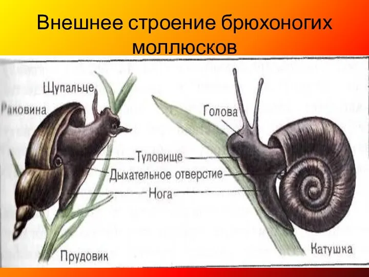 Внешнее строение брюхоногих моллюсков