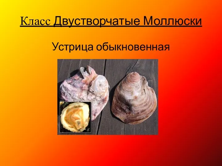 Класс Двустворчатые Моллюски Устрица обыкновенная