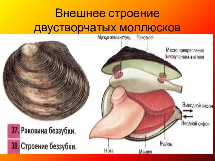 Внешнее строение двустворчатых моллюсков