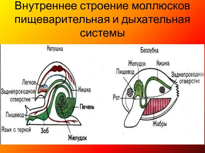 Внутреннее строение моллюсков пищеварительная и дыхательная системы