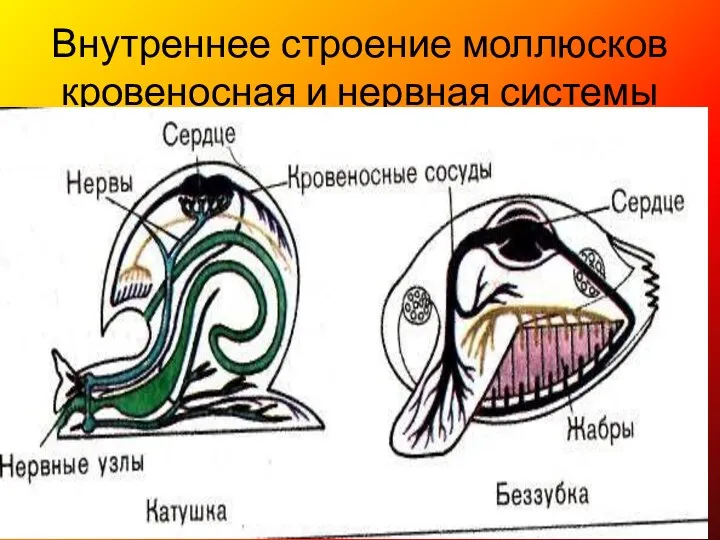 Внутреннее строение моллюсков кровеносная и нервная системы