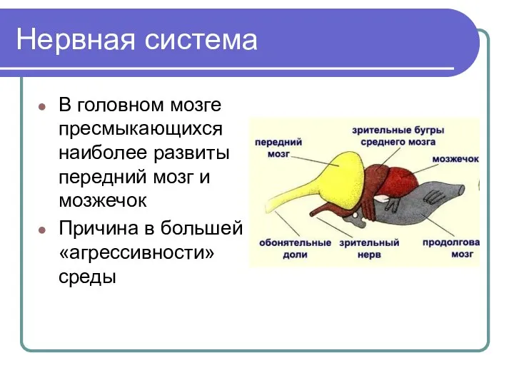 Нервная система В головном мозге пресмыкающихся наиболее развиты передний мозг и