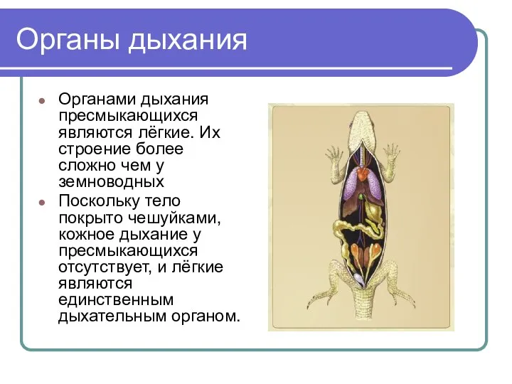 Органы дыхания Органами дыхания пресмыкающихся являются лёгкие. Их строение более сложно