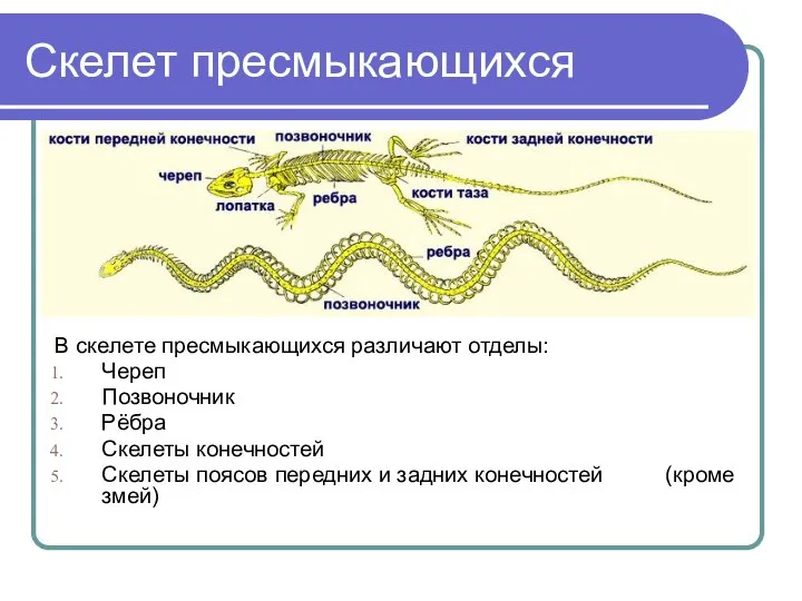 Скелет пресмыкающихся В скелете пресмыкающихся различают отделы: Череп Позвоночник Рёбра Скелеты