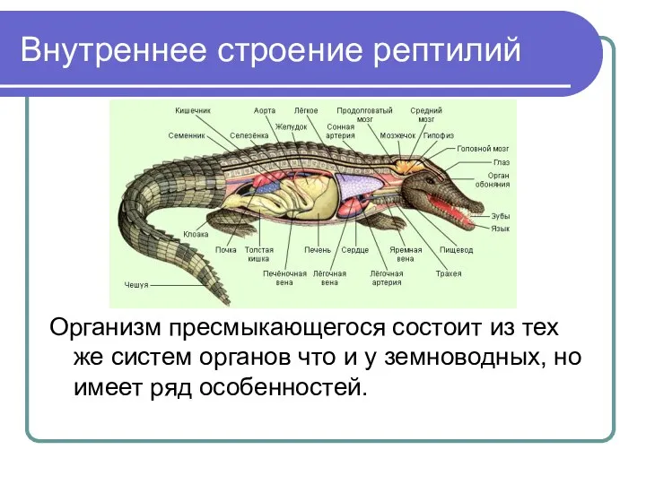 Внутреннее строение рептилий Организм пресмыкающегося состоит из тех же систем органов