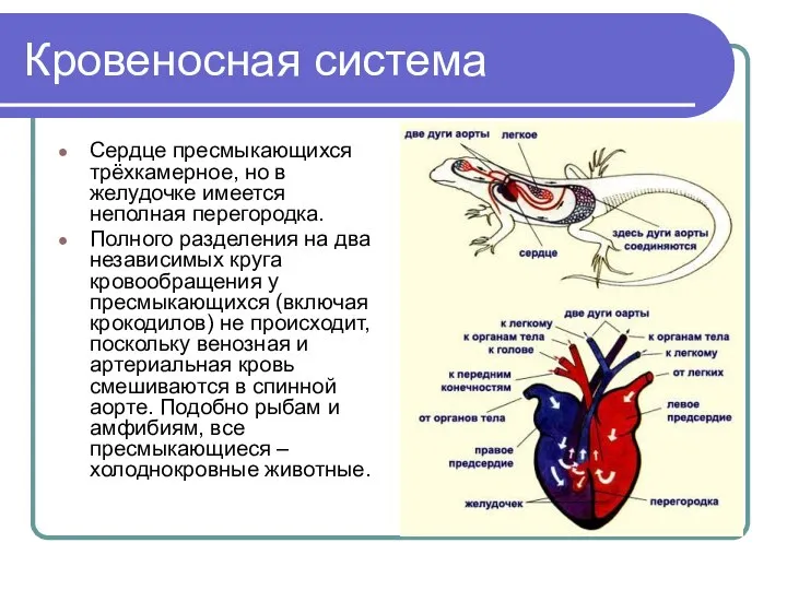 Кровеносная система Сердце пресмыкающихся трёхкамерное, но в желудочке имеется неполная перегородка.