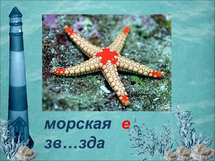 морская зв…зда е