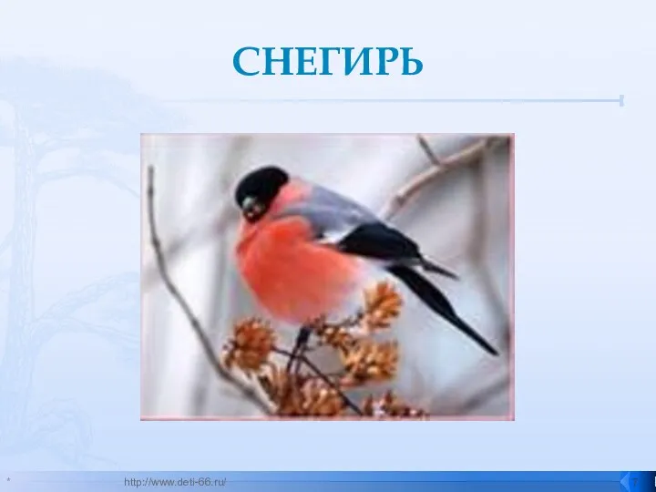 СНЕГИРЬ * http://www.deti-66.ru/