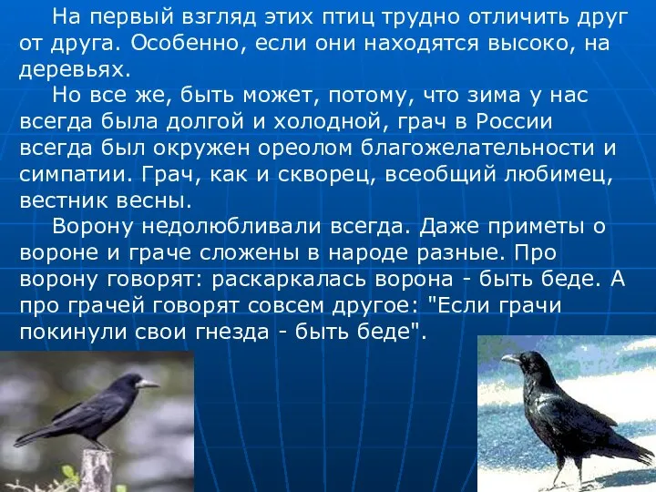 На первый взгляд этих птиц трудно отличить друг от друга. Особенно,