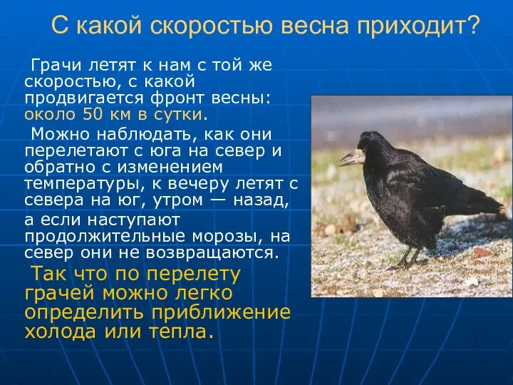 С какой скоростью весна приходит? Грачи летят к нам с той