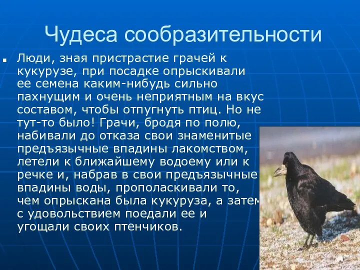 Чудеса сообразительности Люди, зная пристрастие грачей к кукурузе, при посадке опрыскивали