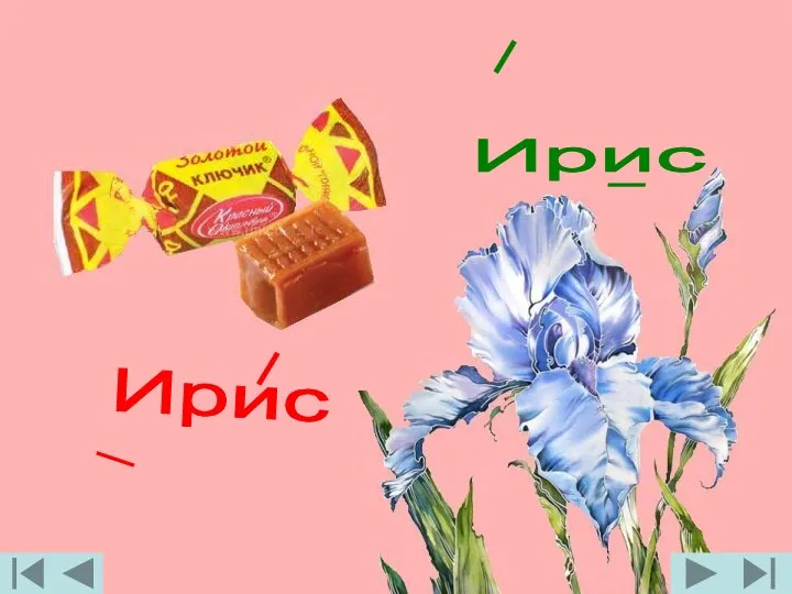 Ирис Ирис