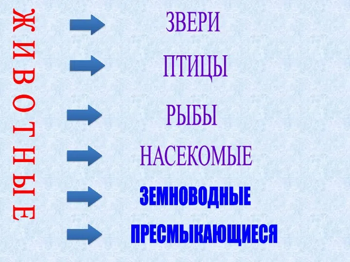 Ж И В О Т Н Ы Е ЗВЕРИ ПТИЦЫ РЫБЫ НАСЕКОМЫЕ ЗЕМНОВОДНЫЕ ПРЕСМЫКАЮЩИЕСЯ