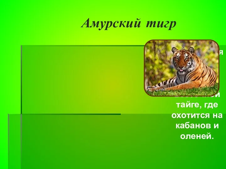 Амурский тигр Сохранился только в густой дальне-восточной тайге, где охотится на кабанов и оленей.