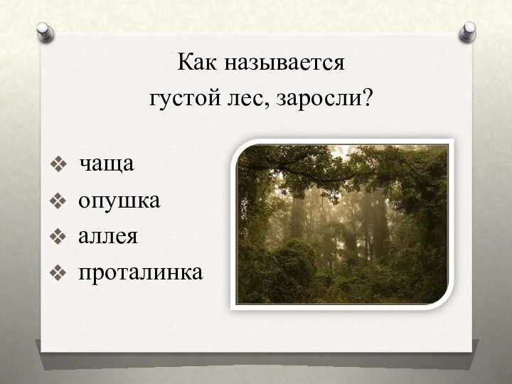 опушка аллея проталинка Как называется густой лес, заросли? чаща