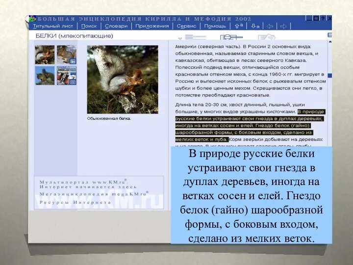 В природе русские белки устраивают свои гнезда в дуплах деревьев, иногда