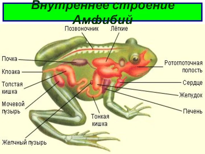 Внутреннее строение Амфибий