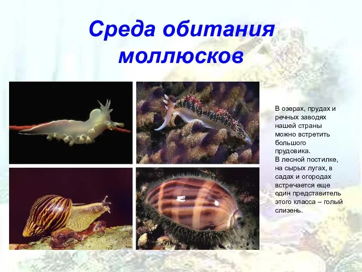 Среда обитания моллюсков В озерах, прудах и речных заводях нашей страны