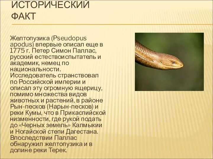 ИСТОРИЧЕСКИЙ ФАКТ Желтопузика (Pseudopus apodus) впервые описал еще в 1775 г.