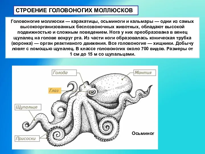 СТРОЕНИЕ ГОЛОВОНОГИХ МОЛЛЮСКОВ Головоногие моллюски — каракатицы, осьминоги и кальмары —