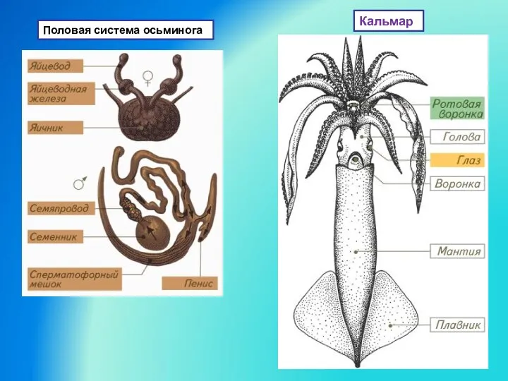 Половая система осьминога Кальмар