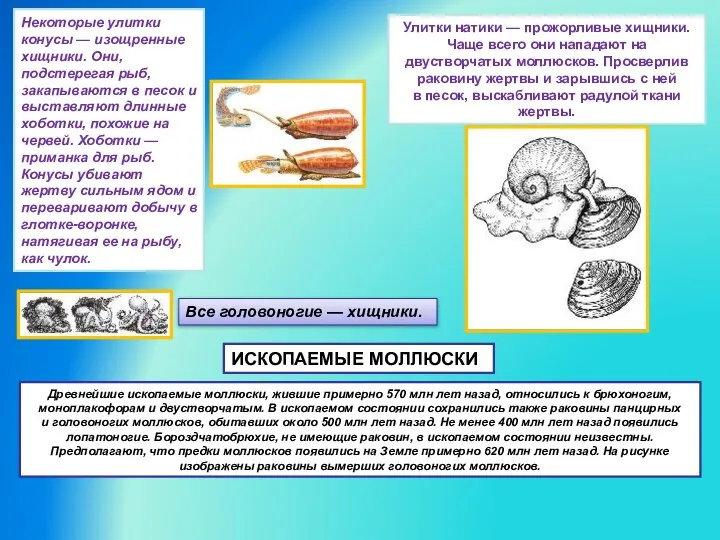Некоторые улитки конусы — изощренные хищники. Они, подстерегая рыб, закапываются в