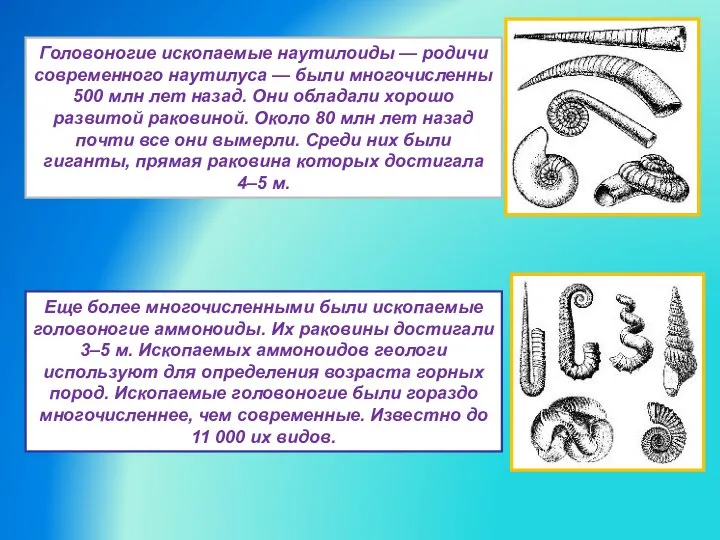 Головоногие ископаемые наутилоиды — родичи современного наутилуса — были многочисленны 500