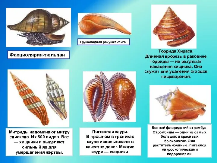 Фасциолярия-тюльпан Грушевидная ракушка-фига Торрида Хираса. Длинная прорезь в раковине торриды —