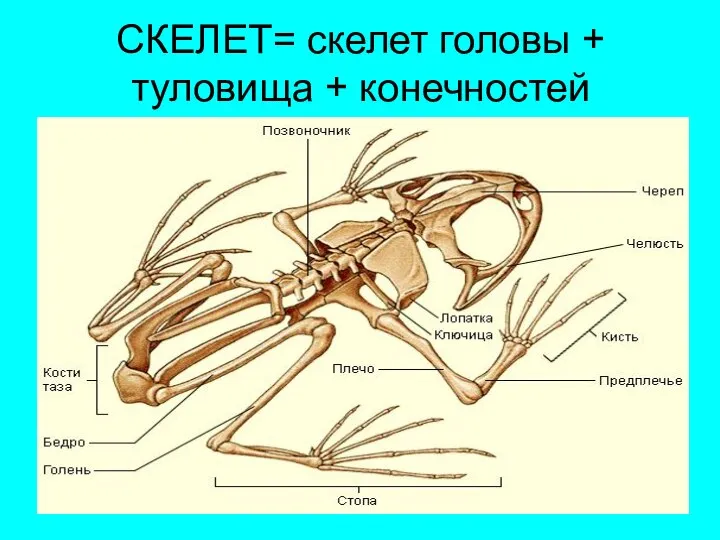 СКЕЛЕТ= скелет головы + туловища + конечностей