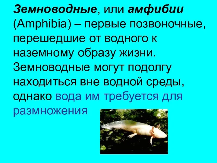 Земноводные, или амфибии (Amphibia) – первые позвоночные, перешедшие от водного к