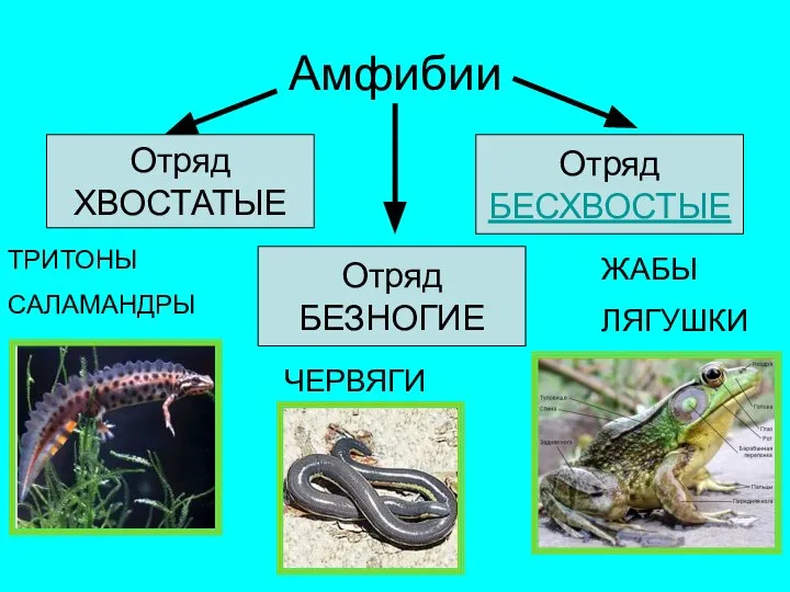 Амфибии Отряд ХВОСТАТЫЕ Отряд БЕСХВОСТЫЕ Отряд БЕЗНОГИЕ ЖАБЫ ЛЯГУШКИ ЧЕРВЯГИ ТРИТОНЫ САЛАМАНДРЫ