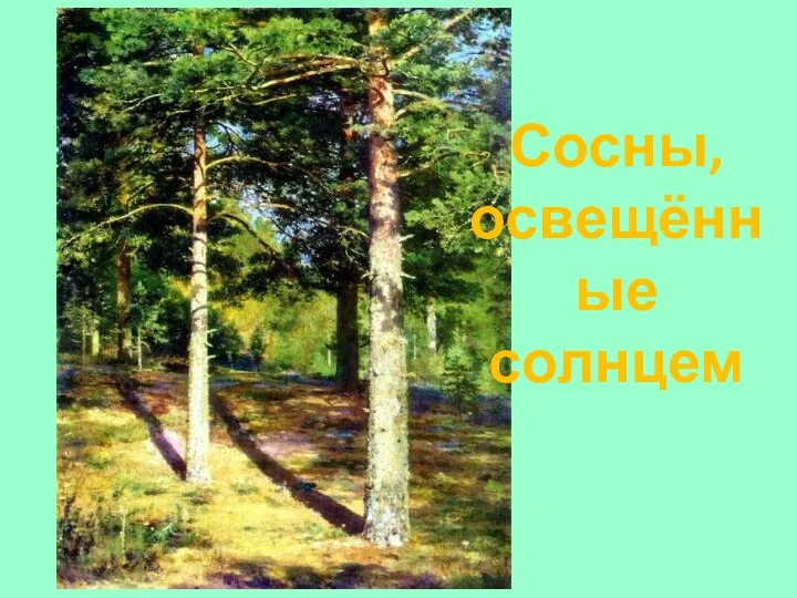 Сосны, освещённые солнцем