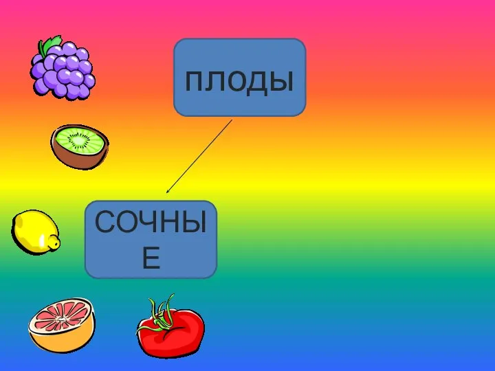 плоды СОЧНЫЕ