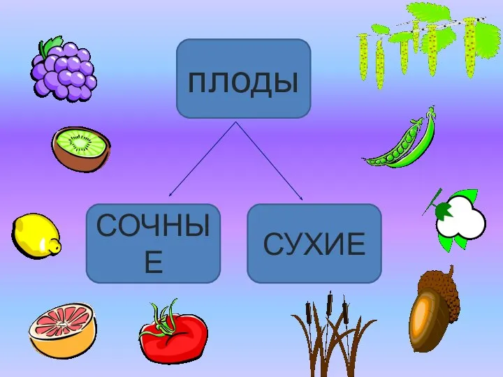 плоды СУХИЕ СОЧНЫЕ